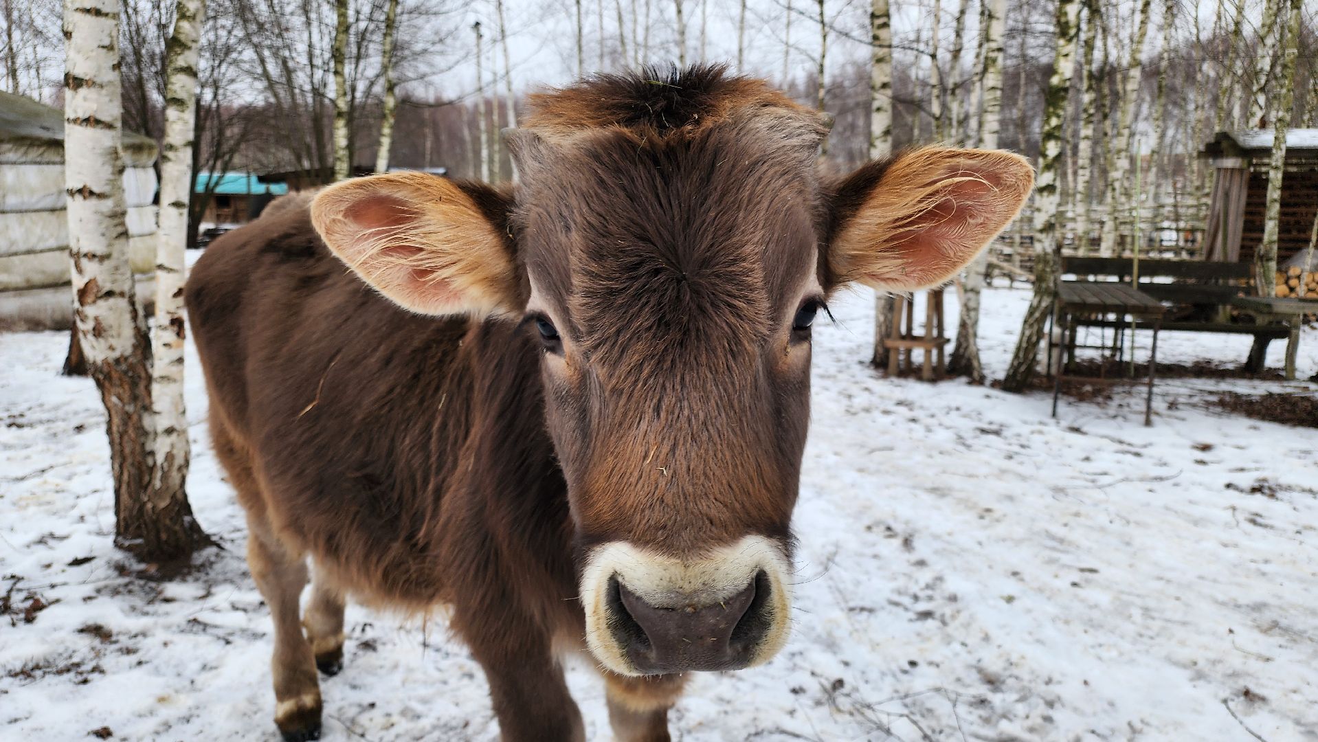 кашира, новогодние каникулы, зоостудия ковчег, животные актёры, фестиваль севера,