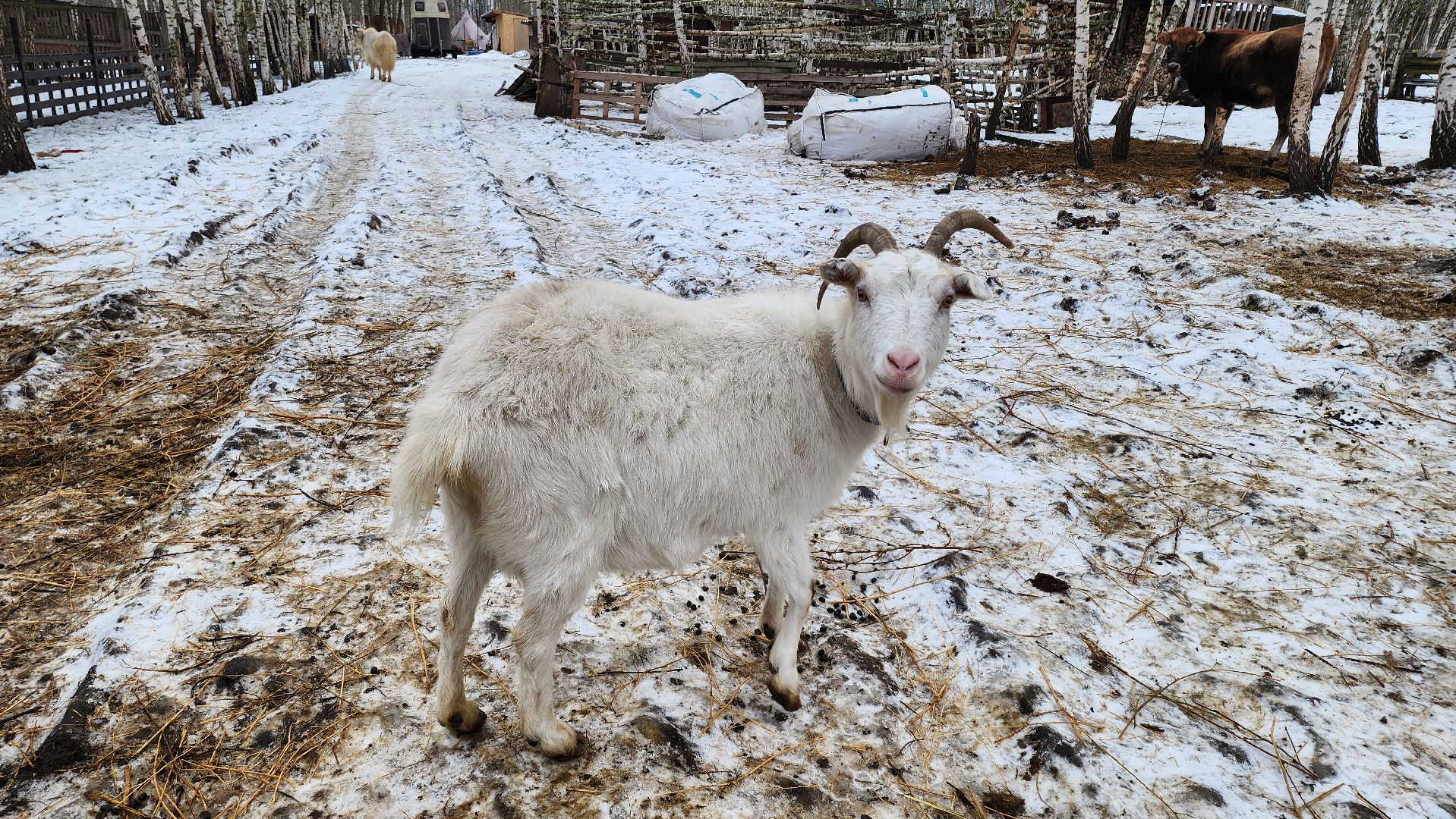 кашира, новогодние каникулы, зоостудия ковчег, животные актёры, фестиваль севера,