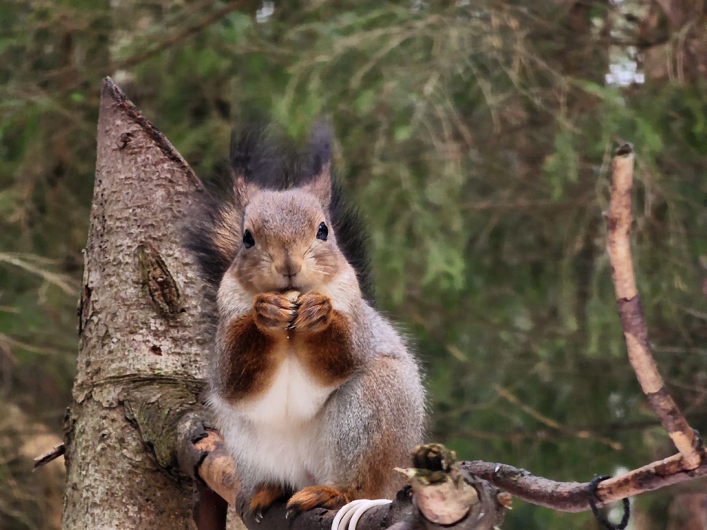 Дубна, Белки, Лес, Кормление белок, Досуг,