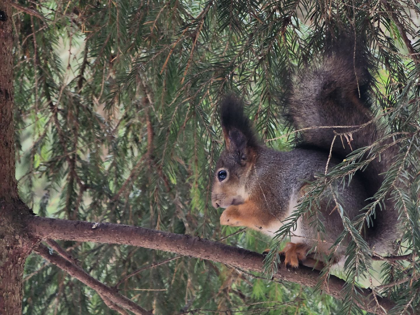 Дубна, Белки, Лес, Кормление белок, Досуг,
