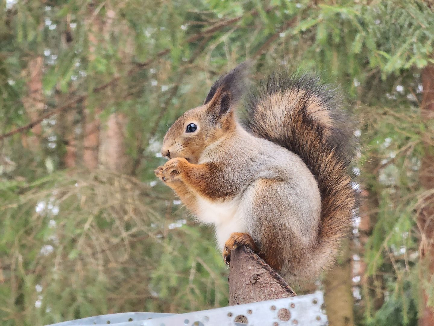 Дубна, Белки, Лес, Кормление белок, Досуг,