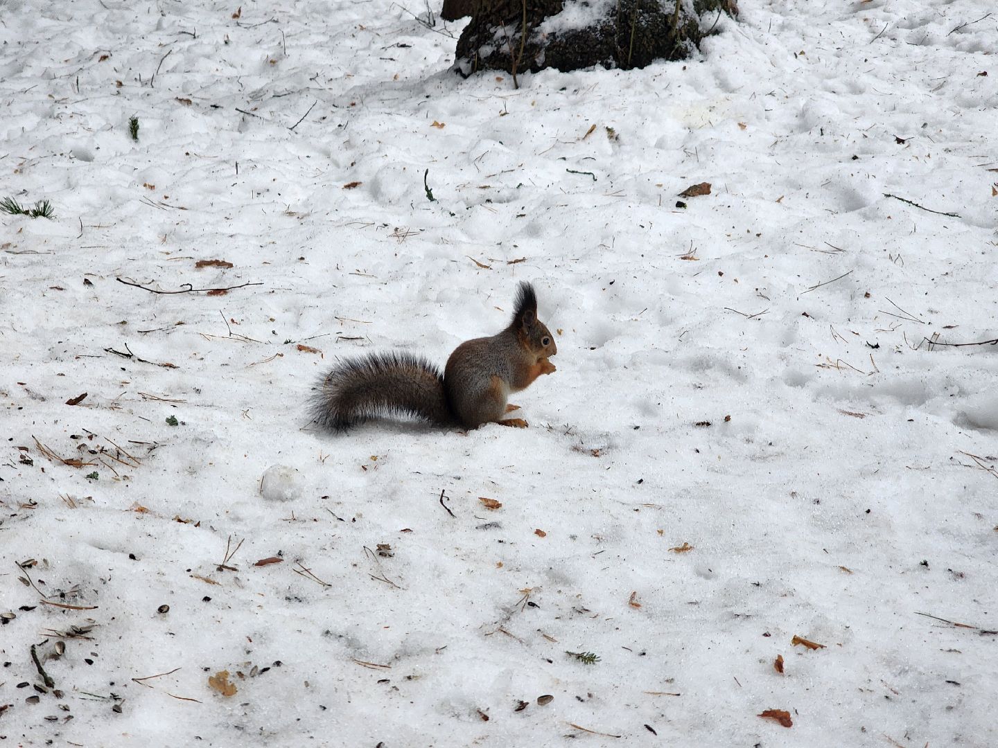 Дубна, Белки, Лес, Кормление белок, Досуг,