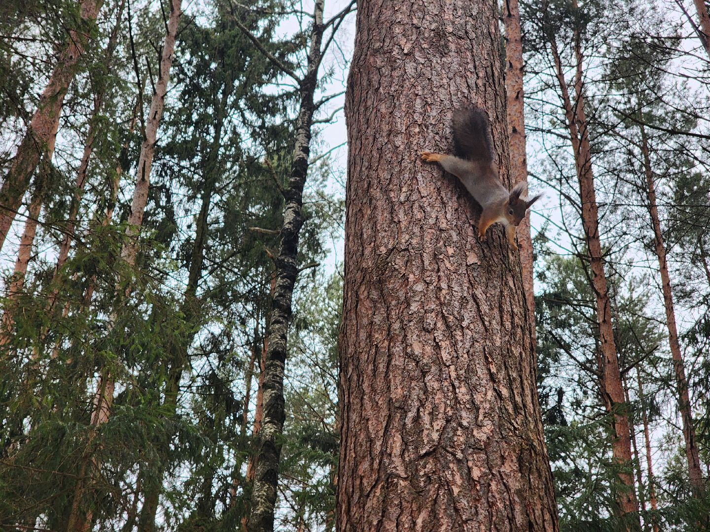 Дубна, Белки, Лес, Кормление белок, Досуг,