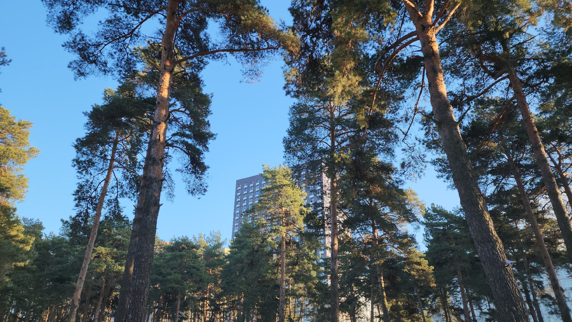 котельники, лесопарк, праздник, занятия, активности, зима в подмосковье,