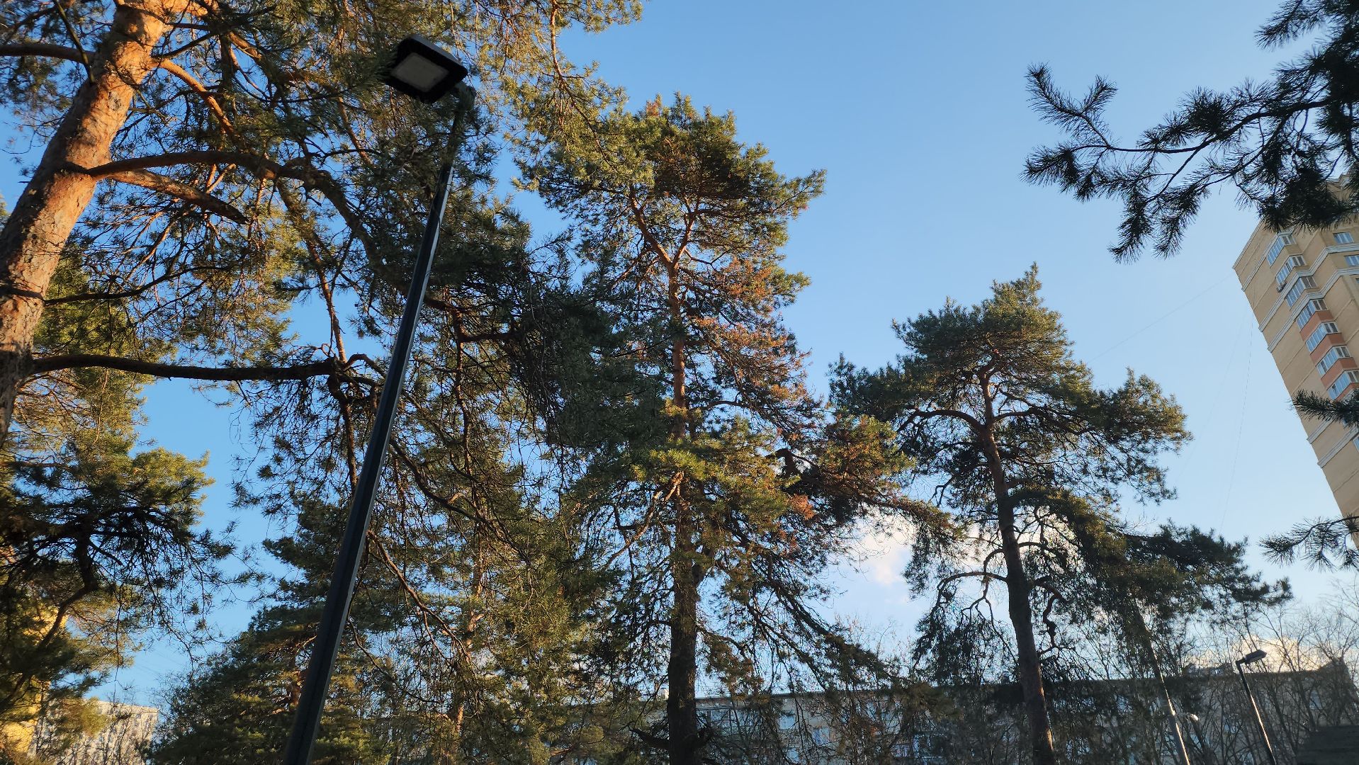 котельники, лесопарк, праздник, занятия, активности, зима в подмосковье,