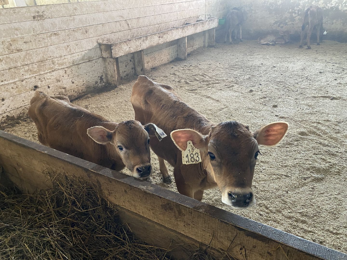 Чехов, ферма, телята, молоко, прибавление