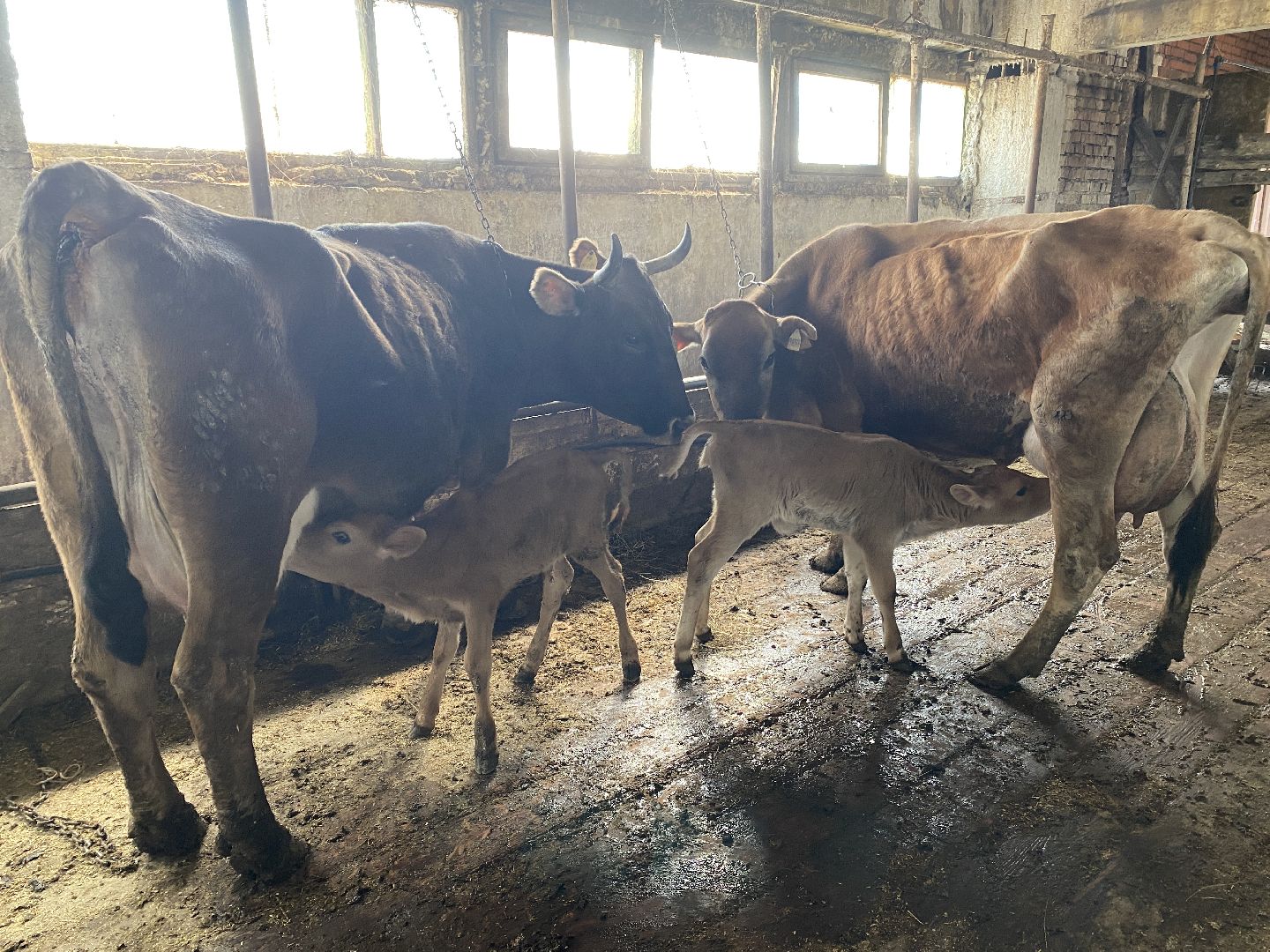 Чехов, ферма, телята, молоко, прибавление