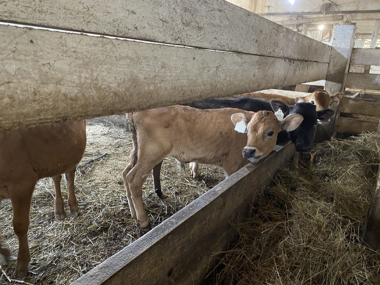 Чехов, ферма, телята, молоко, прибавление