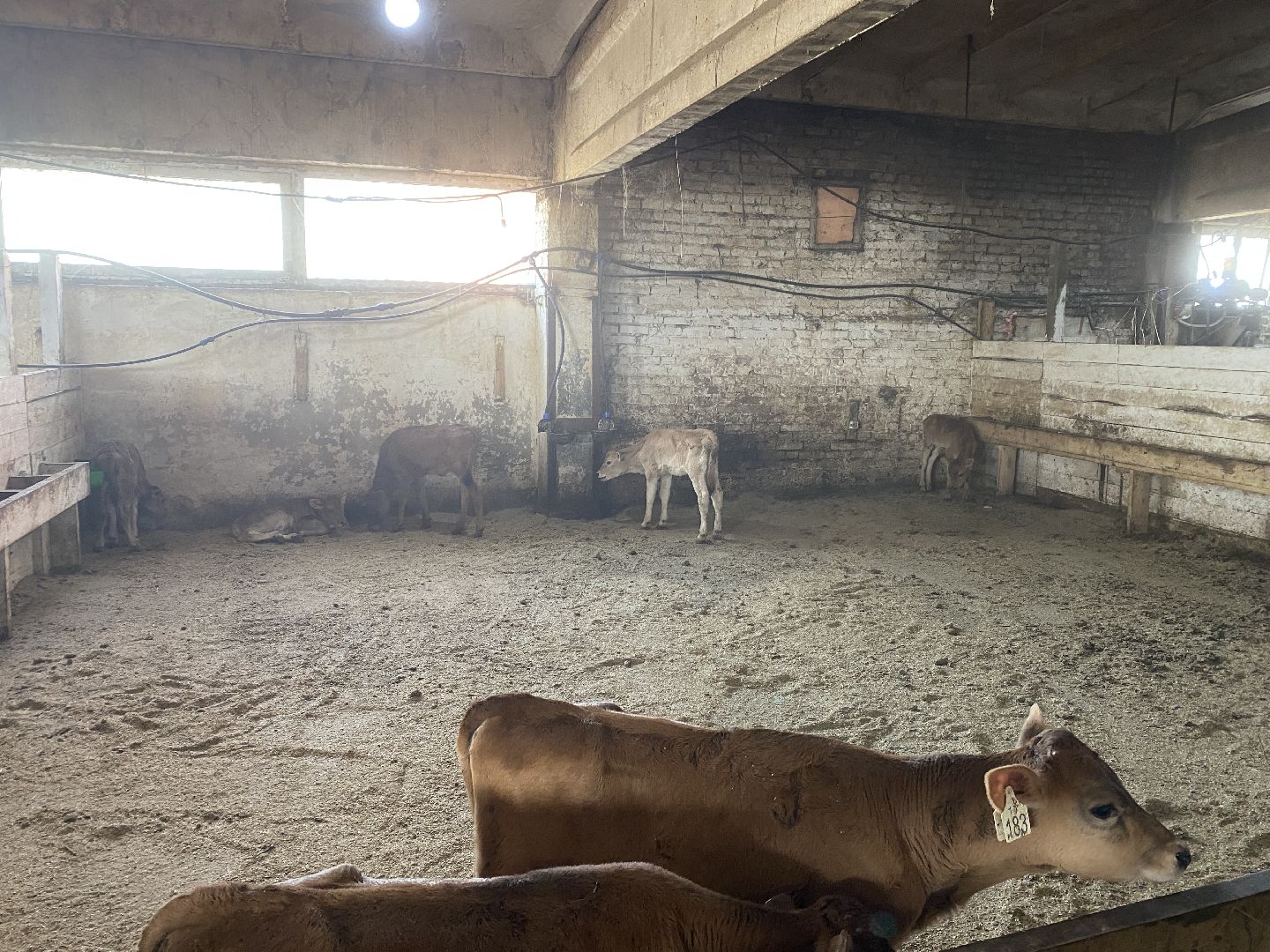 Чехов, ферма, телята, молоко, прибавление