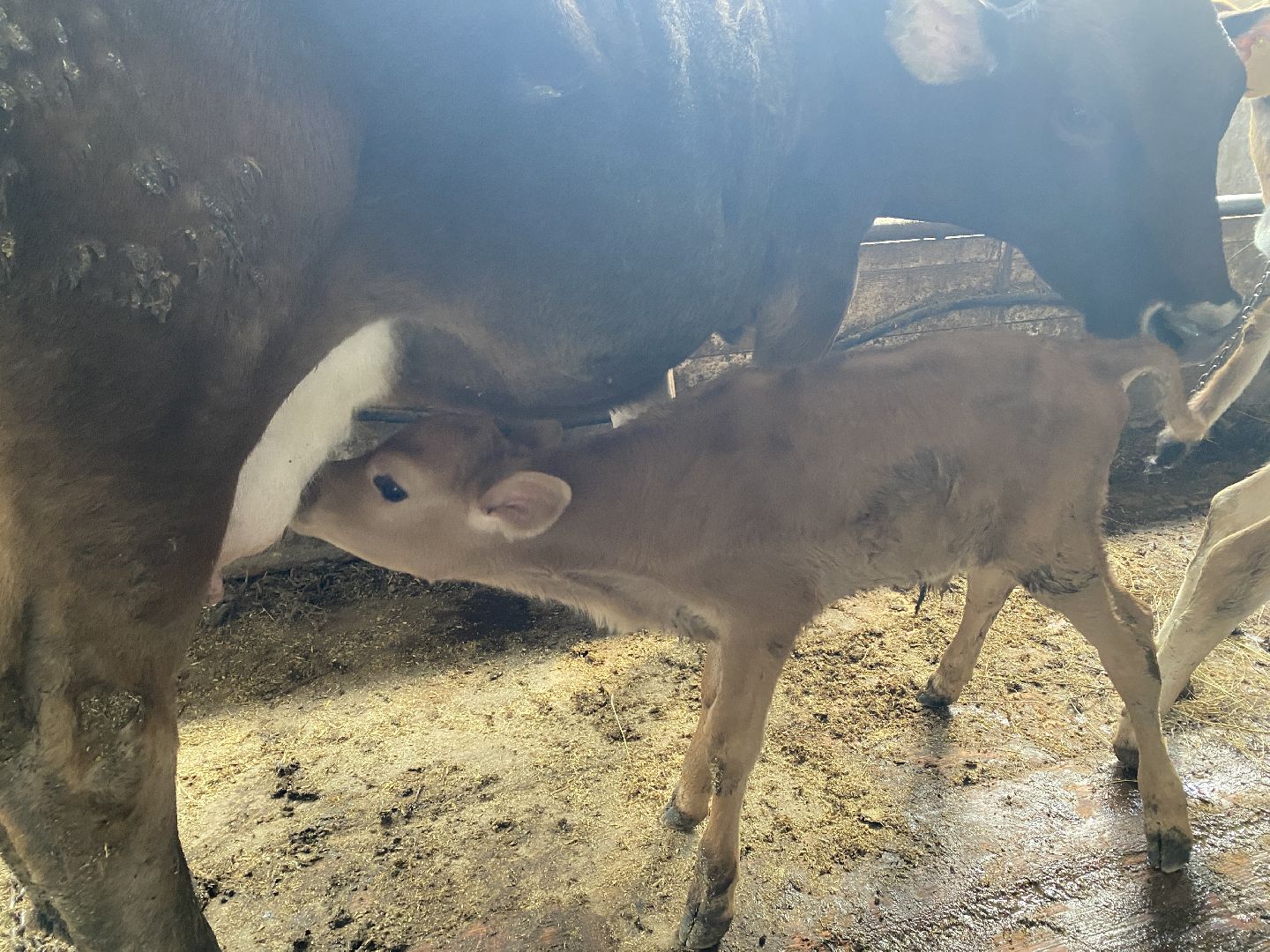 Чехов, ферма, телята, молоко, прибавление