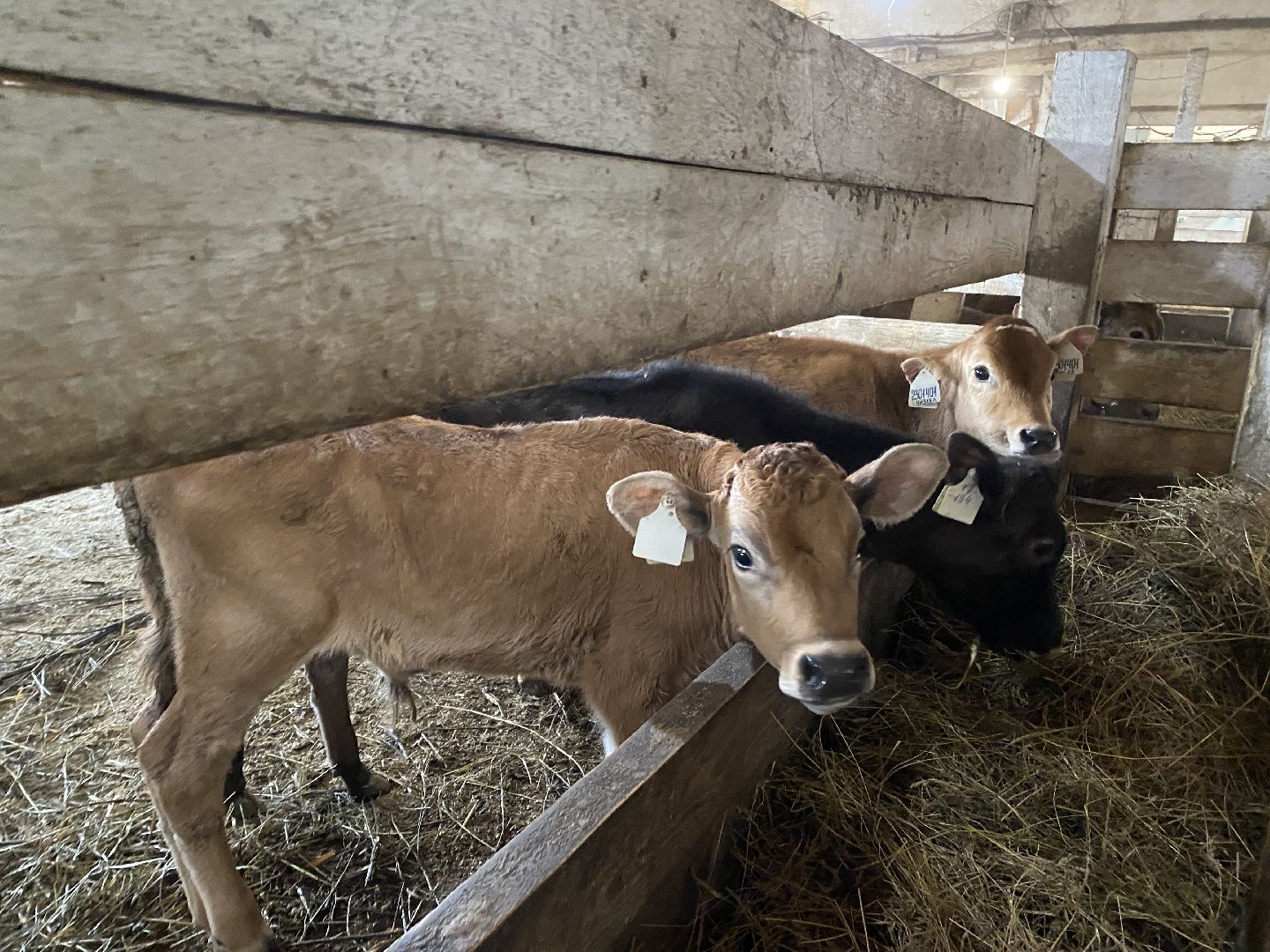 Чехов, ферма, телята, молоко, прибавление