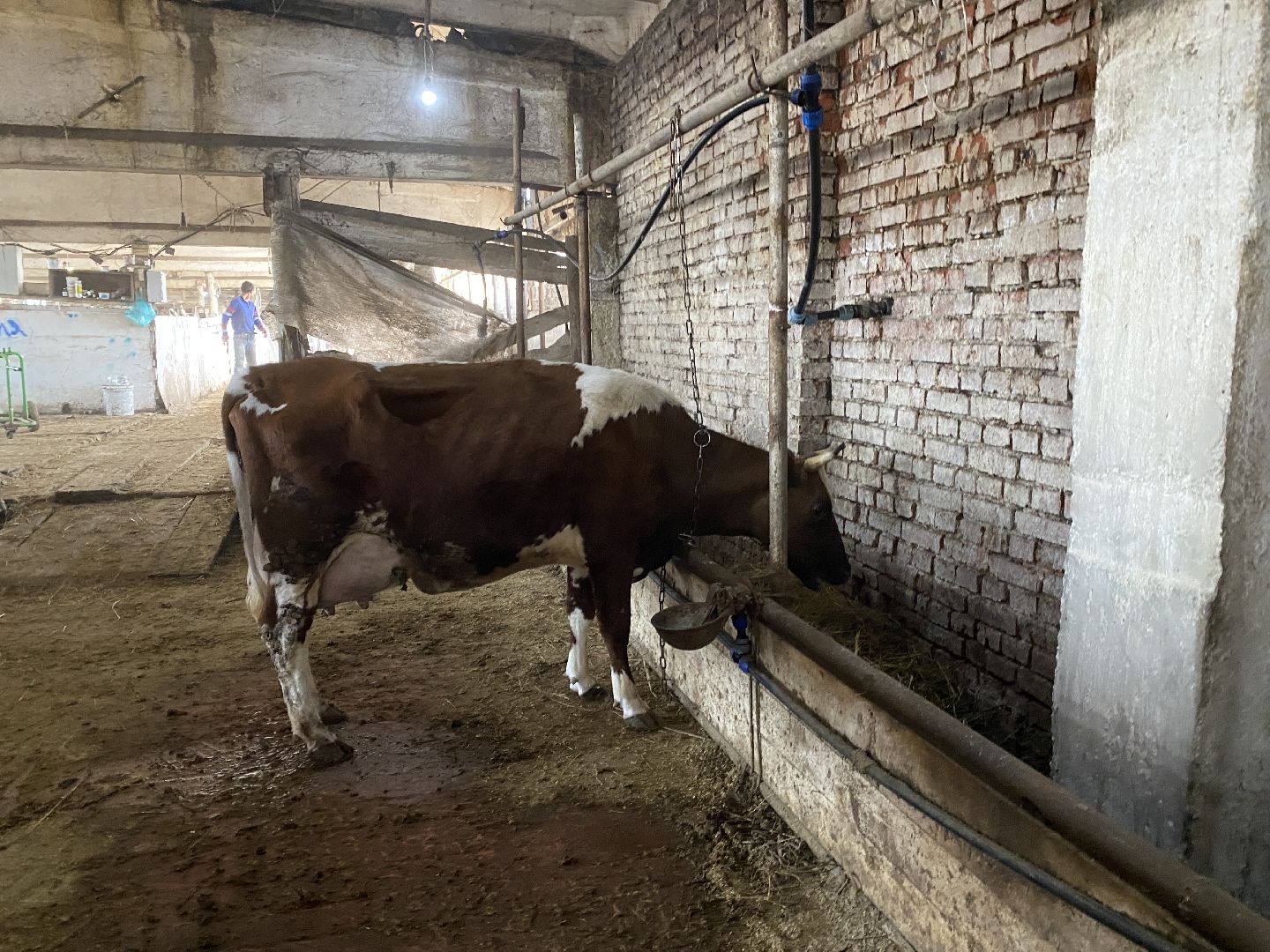 Чехов, ферма, телята, молоко, прибавление