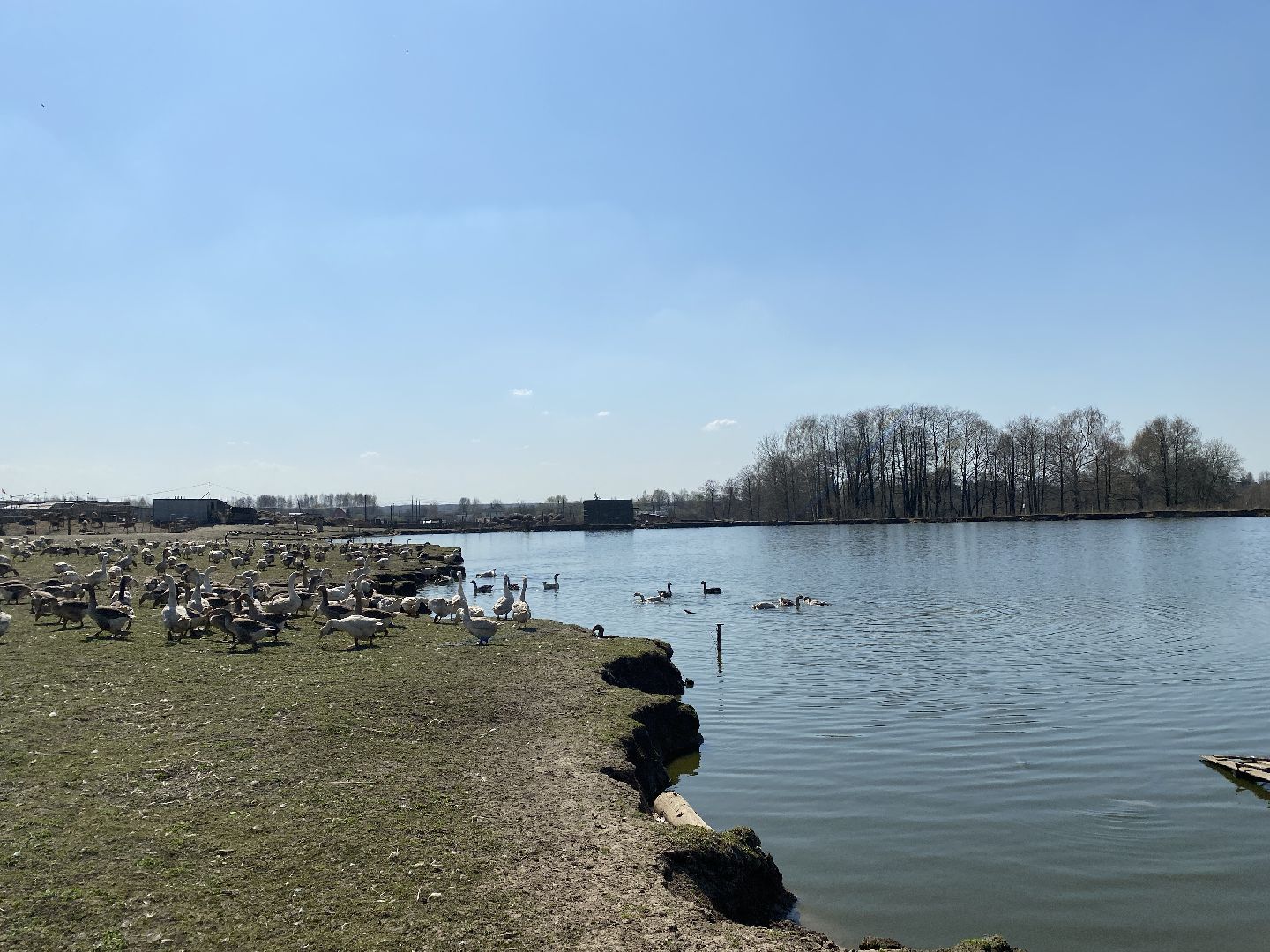 Чехов, ферма, гуси, пруд, очистка