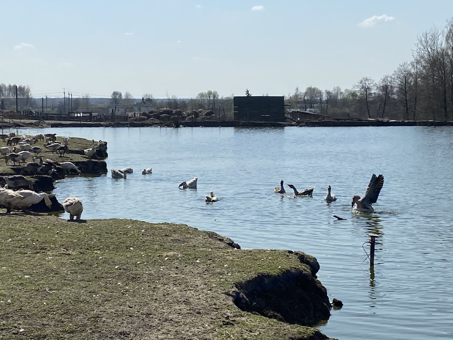 Чехов, ферма, гуси, пруд, очистка