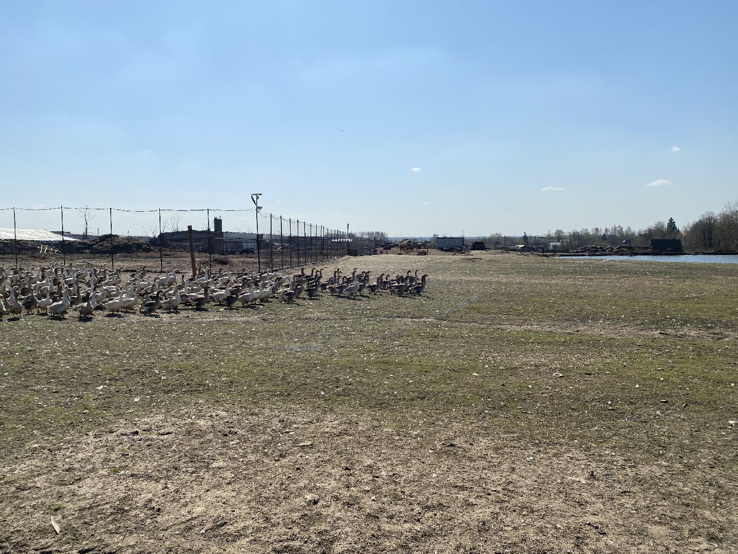 Чехов, ферма, гуси, пруд, очистка