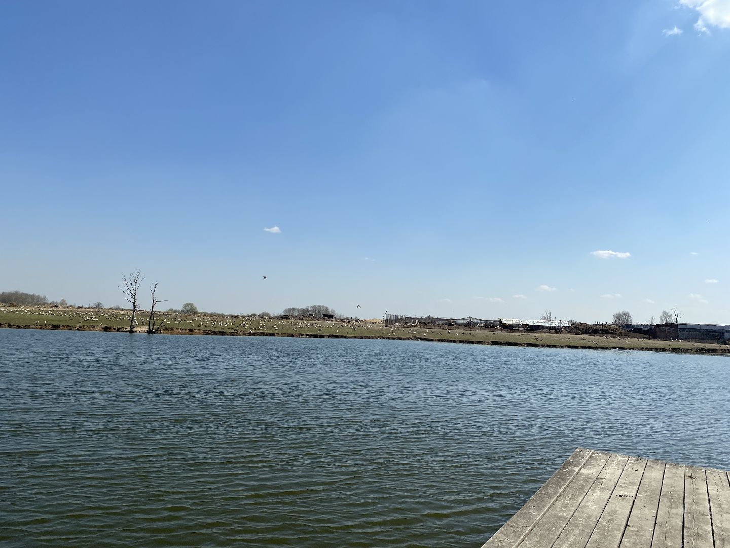 Чехов, ферма, гуси, пруд, очистка