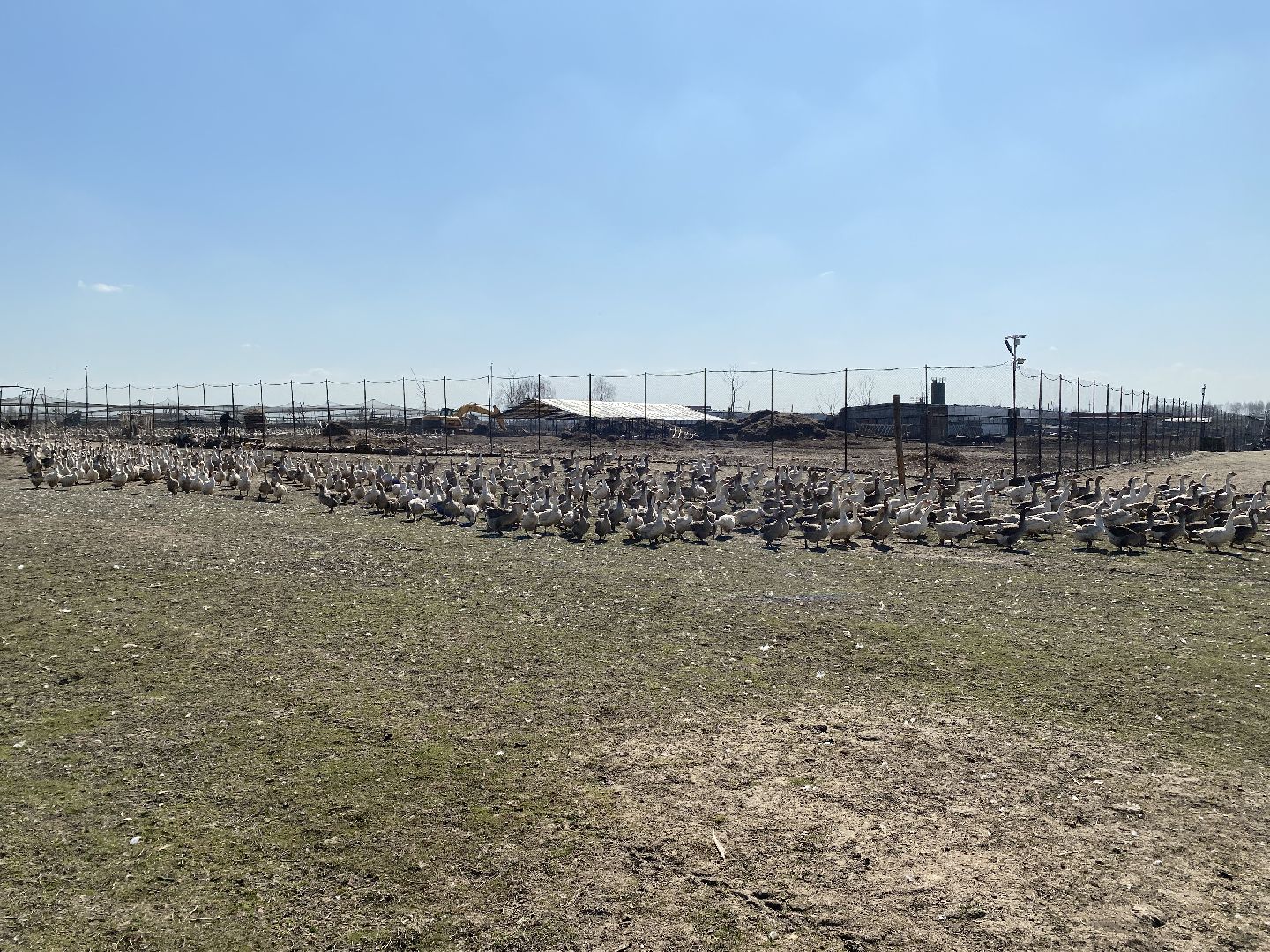 Чехов, ферма, гуси, пруд, очистка