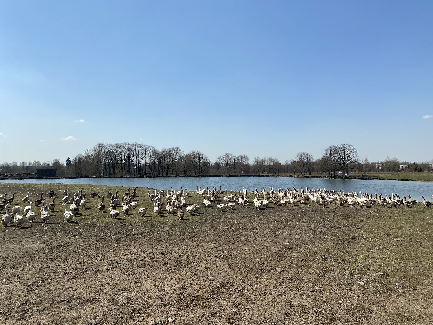 Чехов, ферма, гуси, пруд, очистка