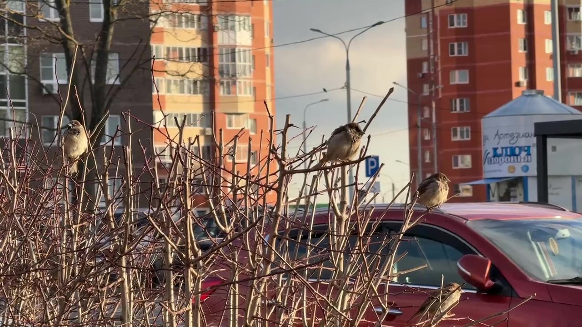 реутов, вертикалки, погода, парк, пруд, зима, весна зимой,