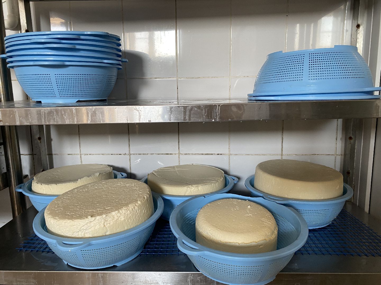 Чехов, ферма, сыр, производство, молочная продукция