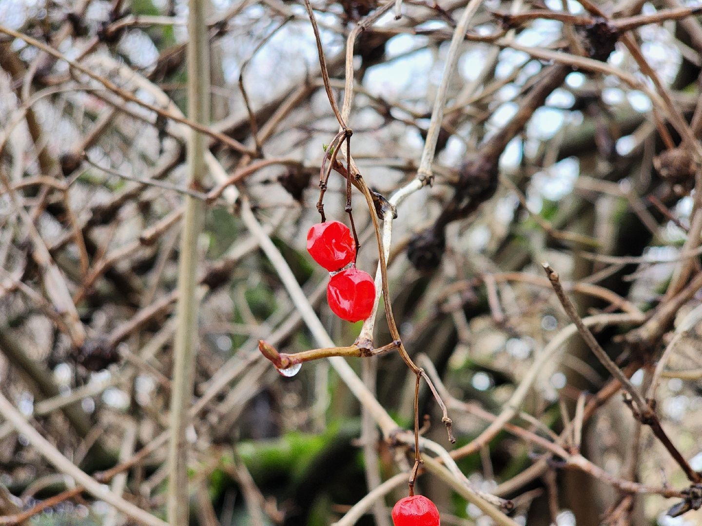Луховицы, крещение господне, вертикалки,