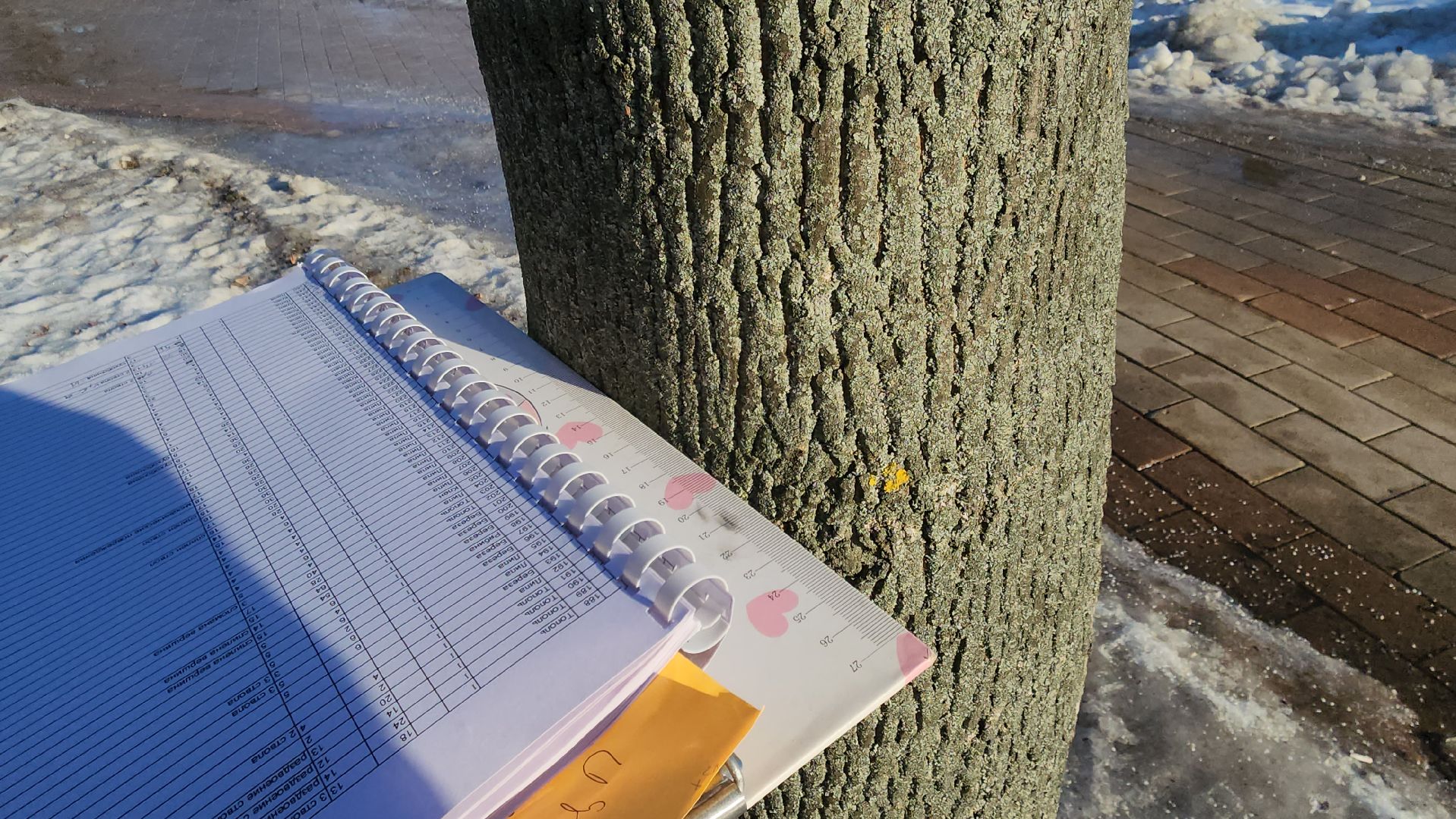 дендрологи, люберцы, обследование деревьев, центральный парк люберец, благоустройство, встреча с жителями, вертикалки,