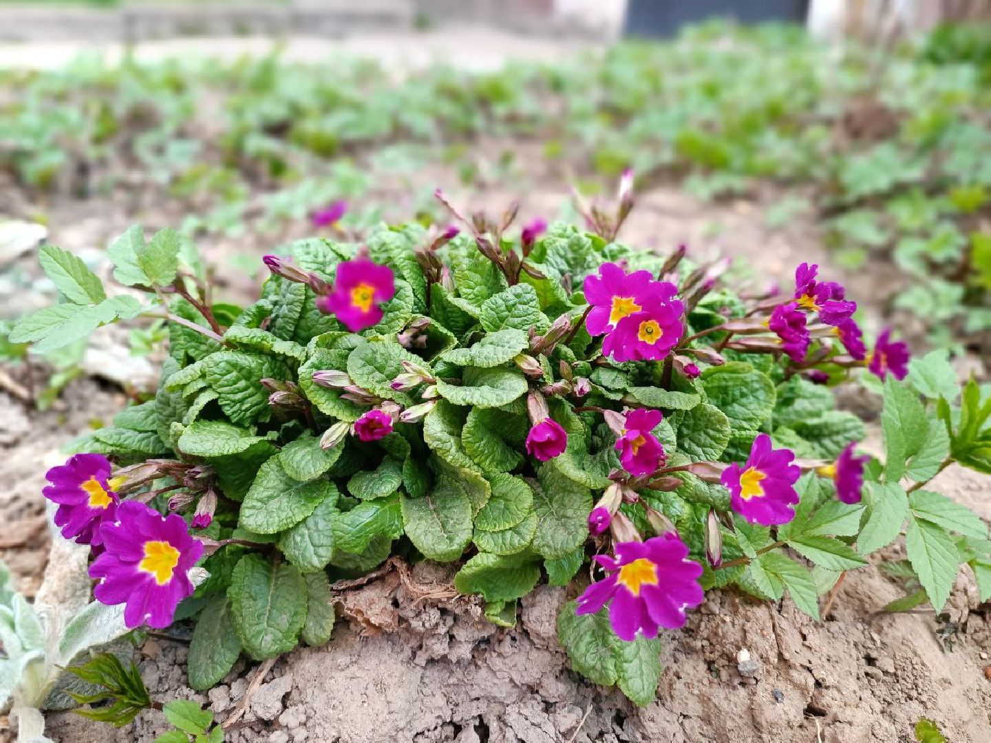 Можайск, Можайский городской округ, Подмосковье, субботник, благоустройство, уборка территории, месяц чистоты и благоустройства, жители