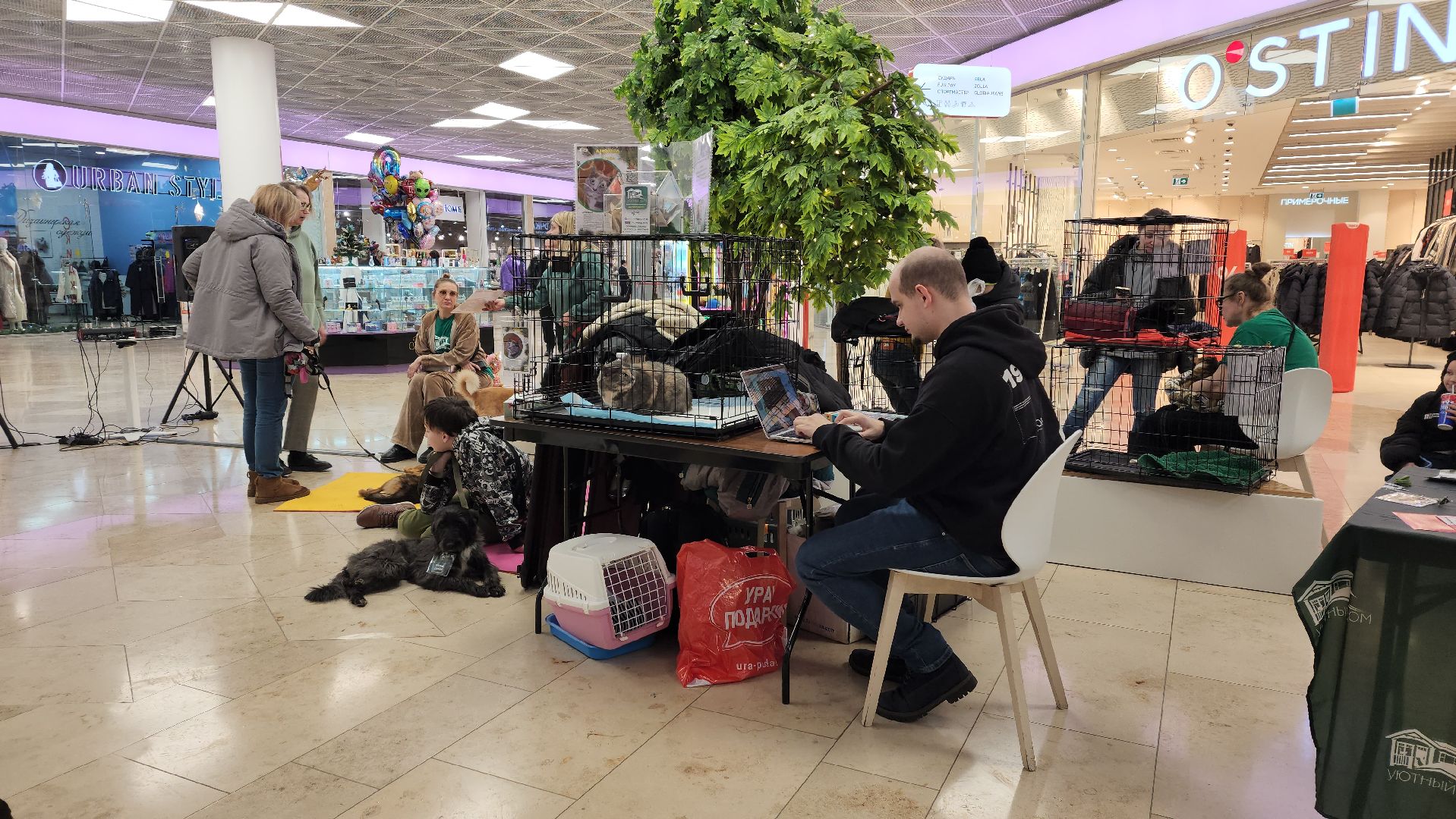 вертикалка, пушкино, бездомные животные, пристройство, кошки, собаки, волонтерство, приют для животных,