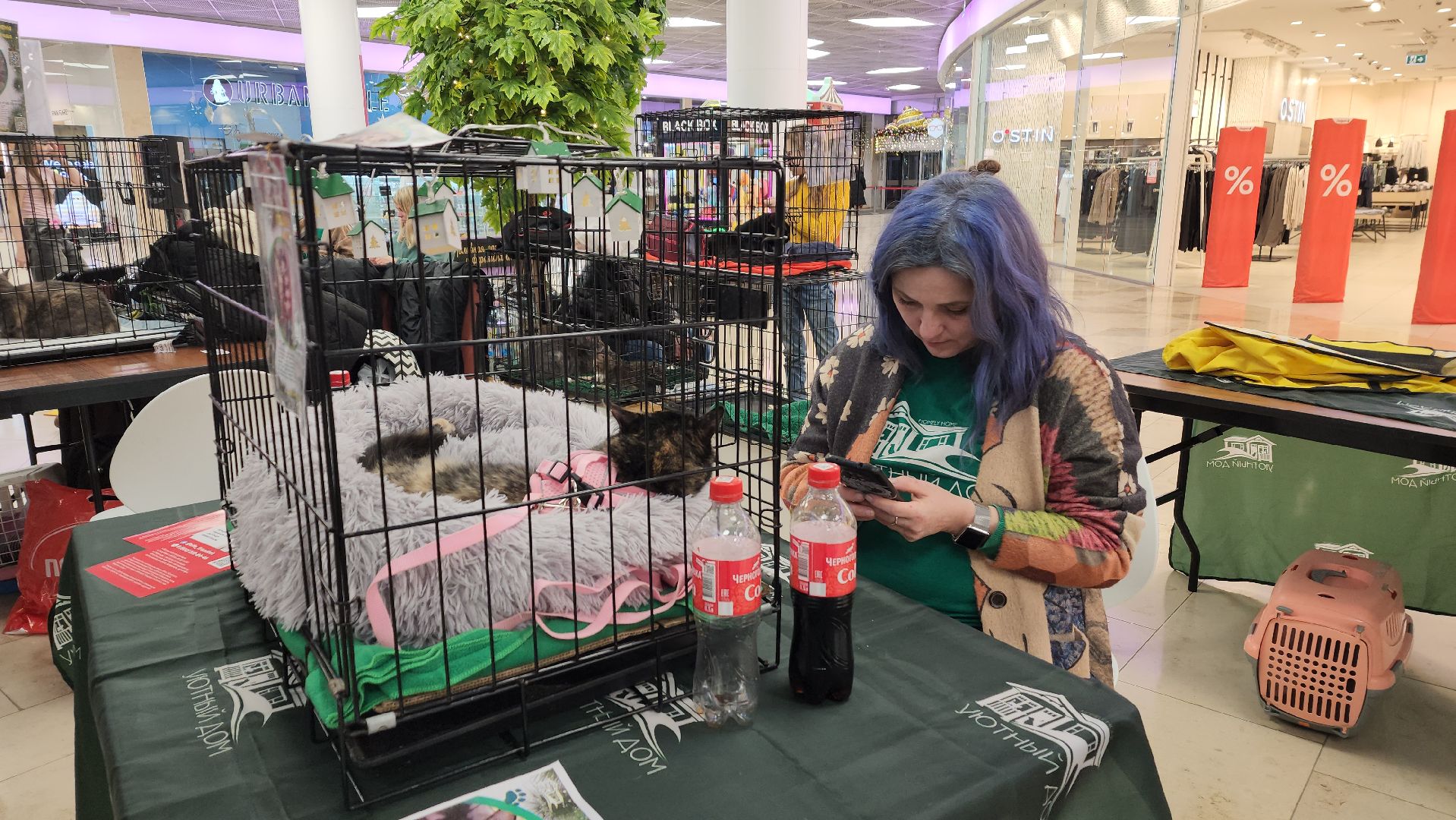 вертикалка, пушкино, бездомные животные, пристройство, кошки, собаки, волонтерство, приют для животных,