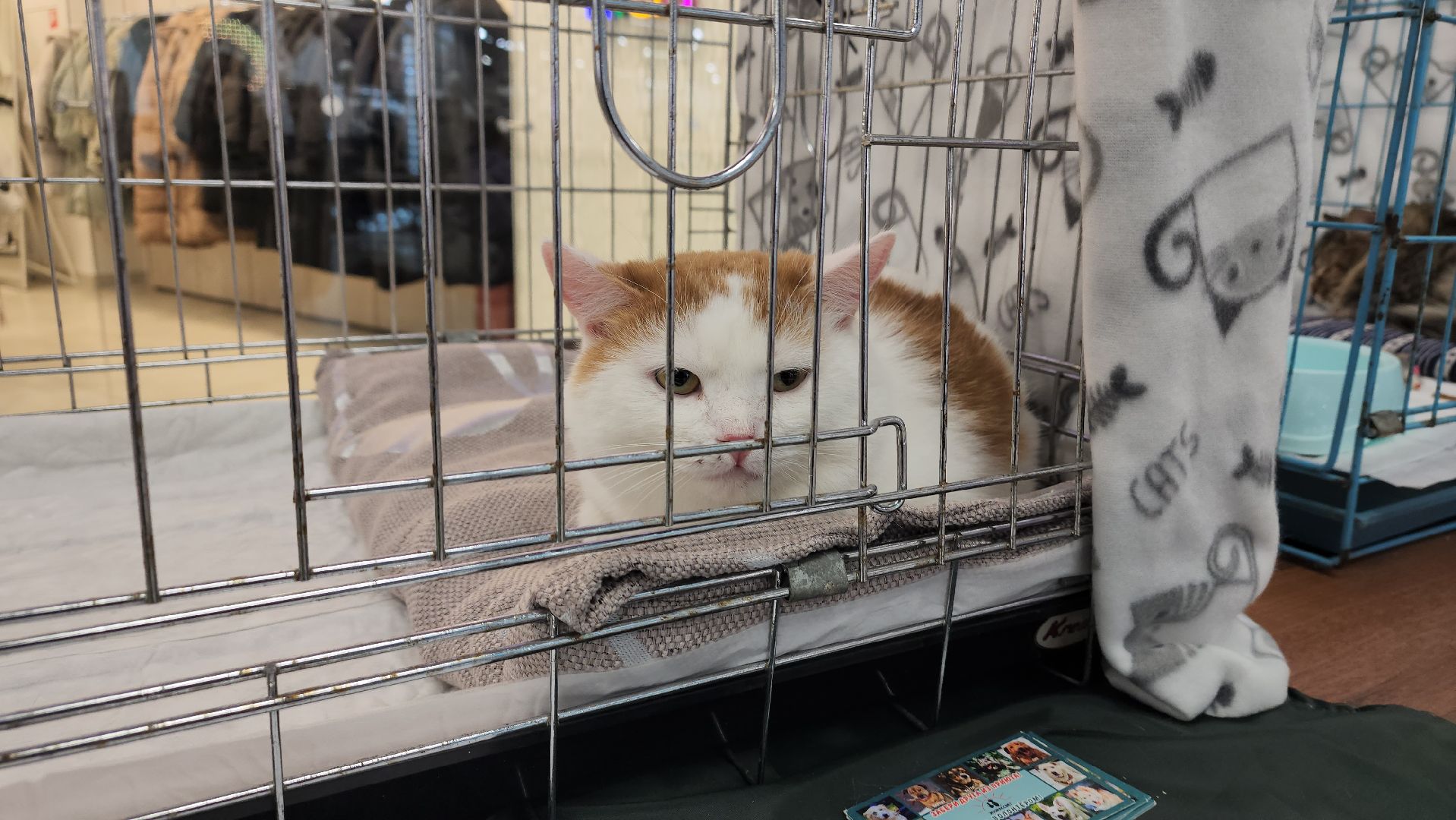 вертикалка, пушкино, бездомные животные, пристройство, кошки, собаки, волонтерство, приют для животных,