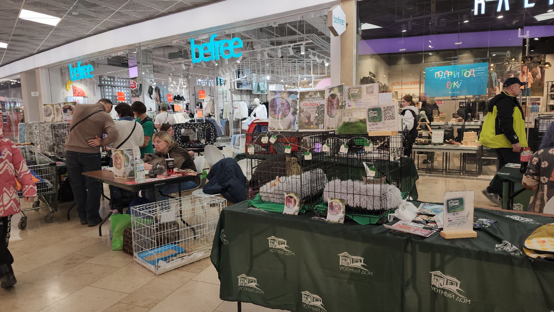 вертикалка, пушкино, бездомные животные, пристройство, кошки, собаки, волонтерство, приют для животных,