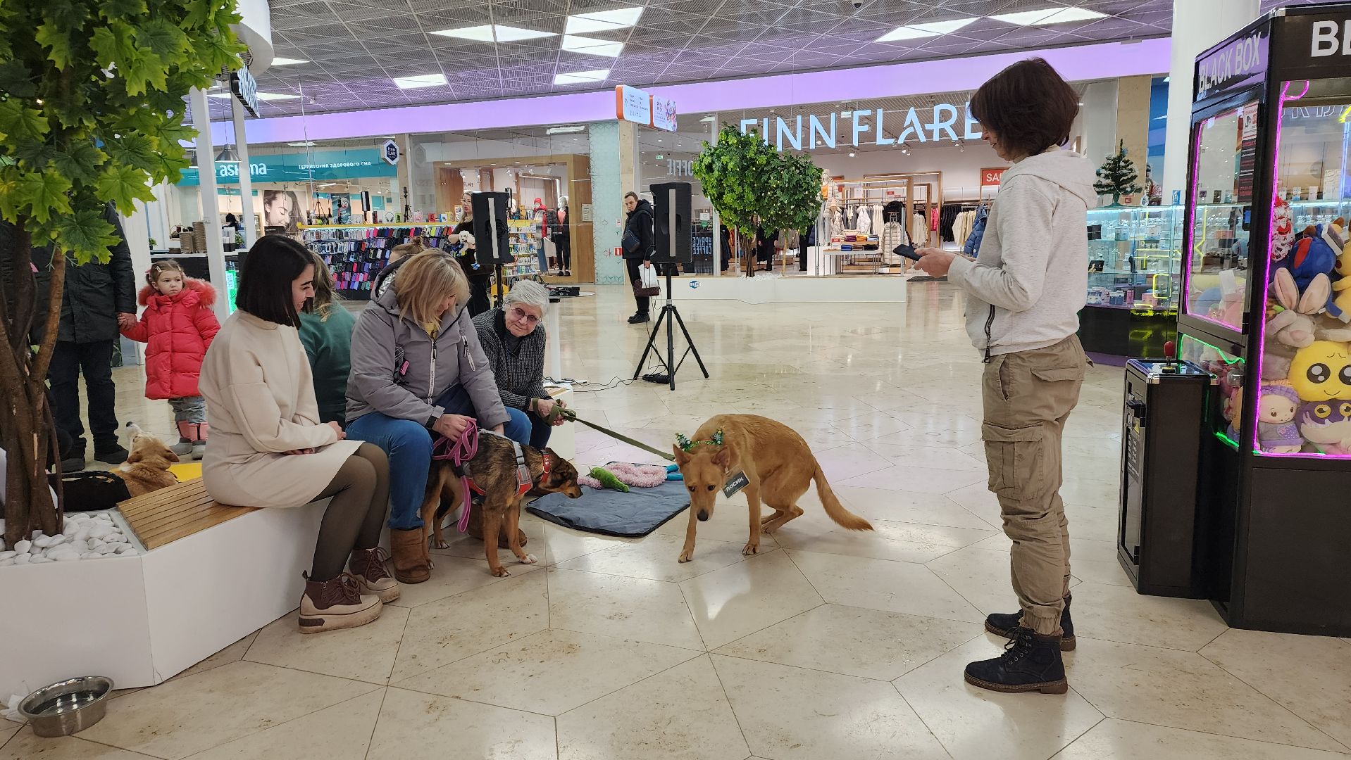 вертикалка, пушкино, бездомные животные, пристройство, кошки, собаки, волонтерство, приют для животных,