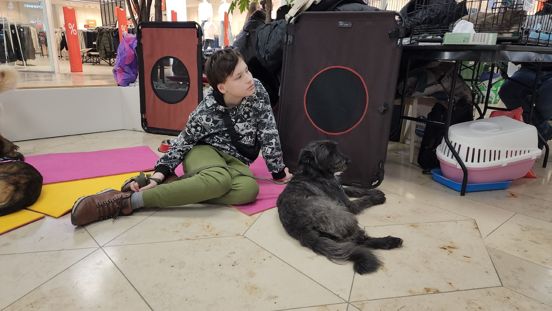 вертикалка, пушкино, бездомные животные, пристройство, кошки, собаки, волонтерство, приют для животных,