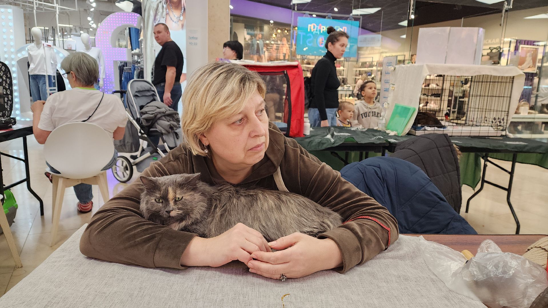 вертикалка, пушкино, бездомные животные, пристройство, кошки, собаки, волонтерство, приют для животных,