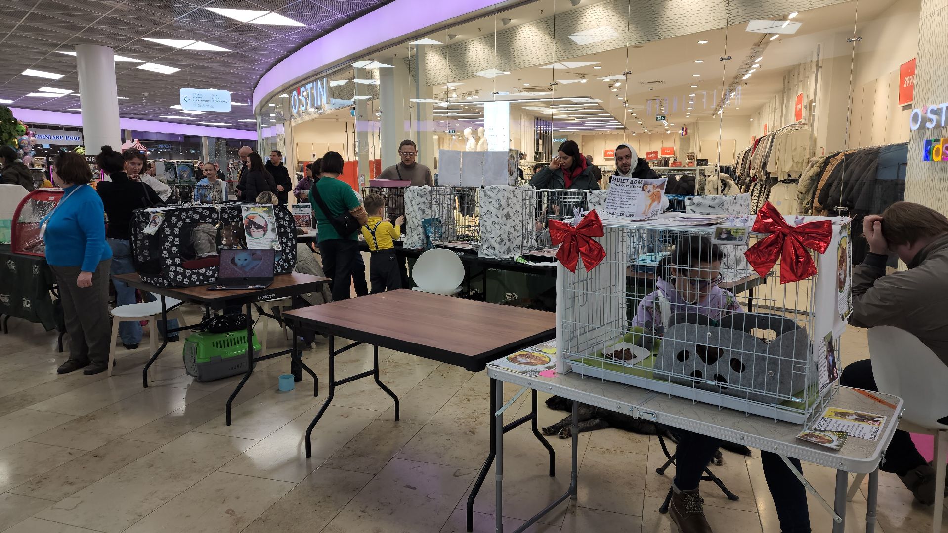 вертикалка, пушкино, бездомные животные, пристройство, кошки, собаки, волонтерство, приют для животных,