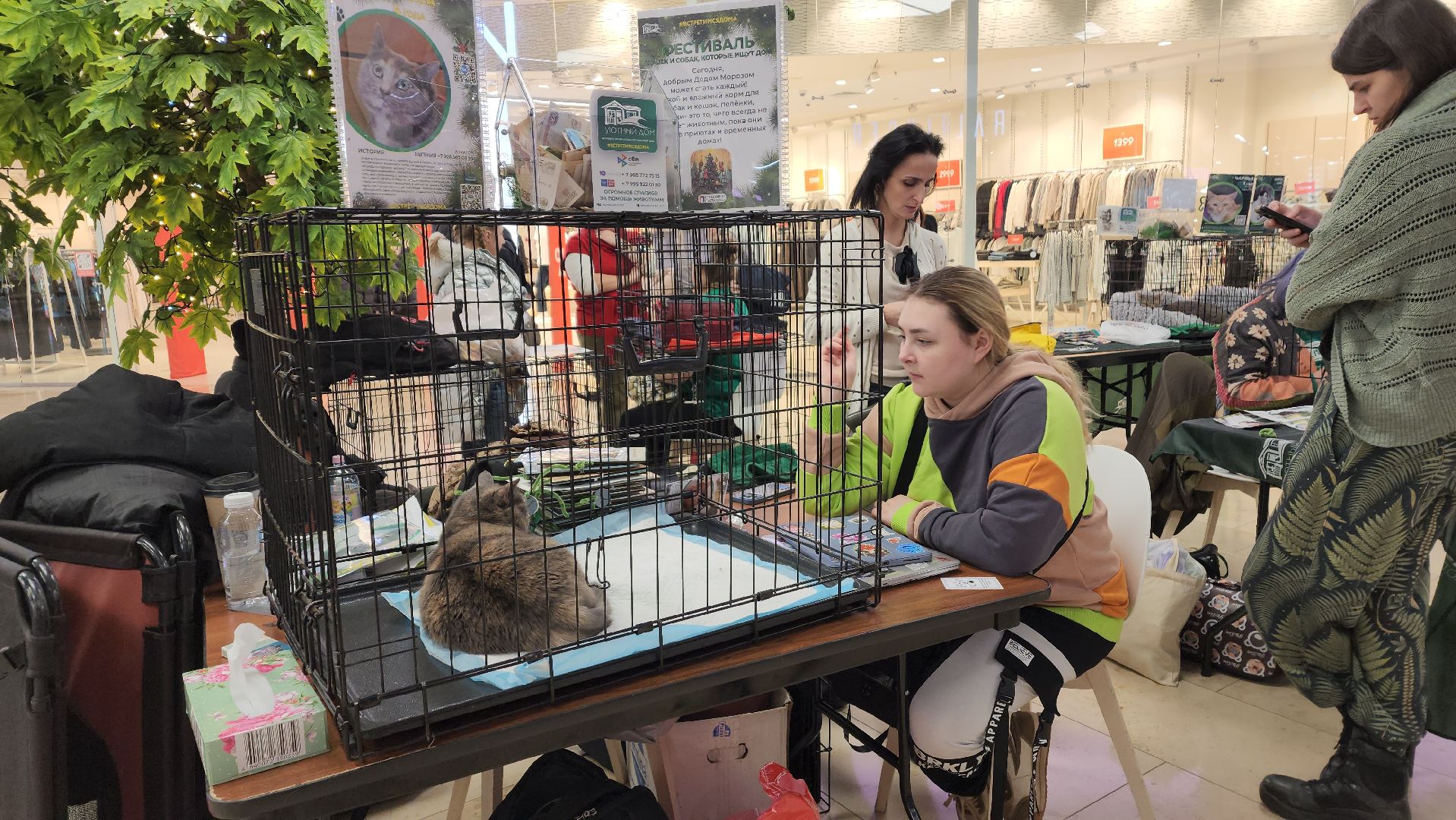 вертикалка, пушкино, бездомные животные, пристройство, кошки, собаки, волонтерство, приют для животных,
