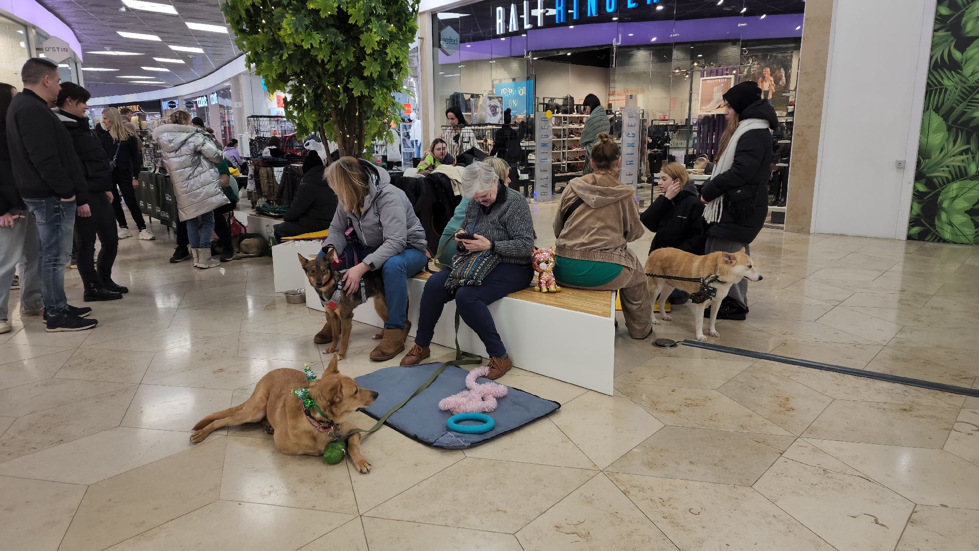 вертикалка, пушкино, бездомные животные, пристройство, кошки, собаки, волонтерство, приют для животных,