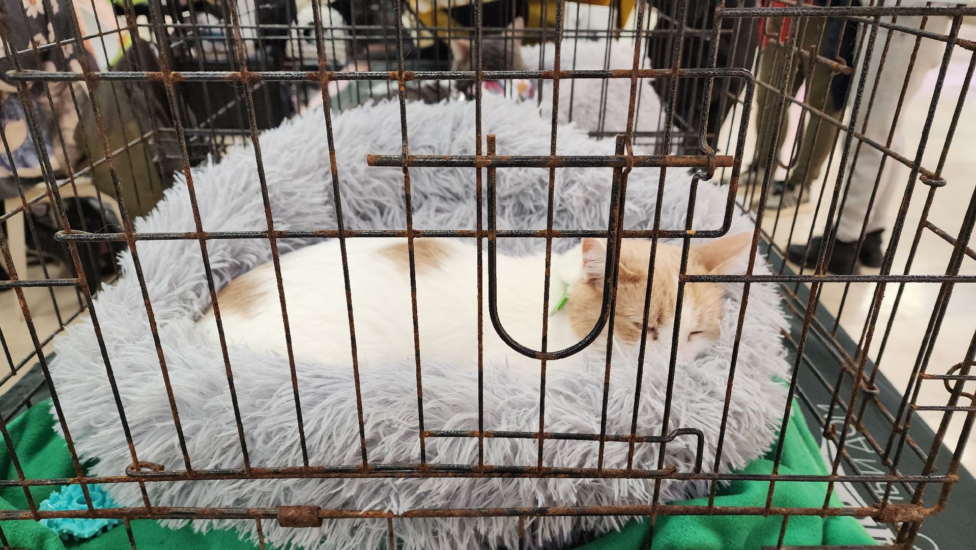 вертикалка, пушкино, бездомные животные, пристройство, кошки, собаки, волонтерство, приют для животных,