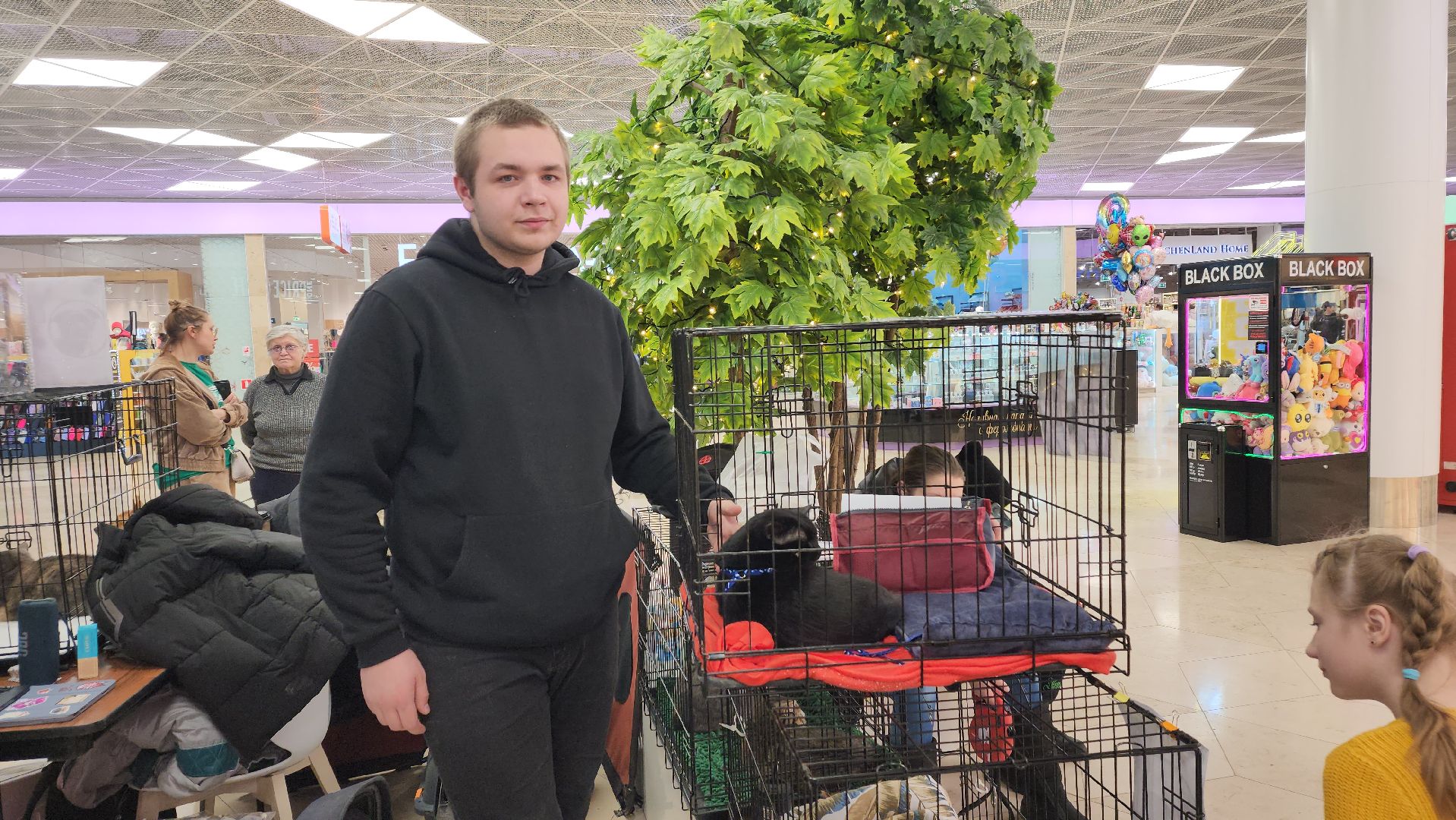 вертикалка, пушкино, бездомные животные, пристройство, кошки, собаки, волонтерство, приют для животных,