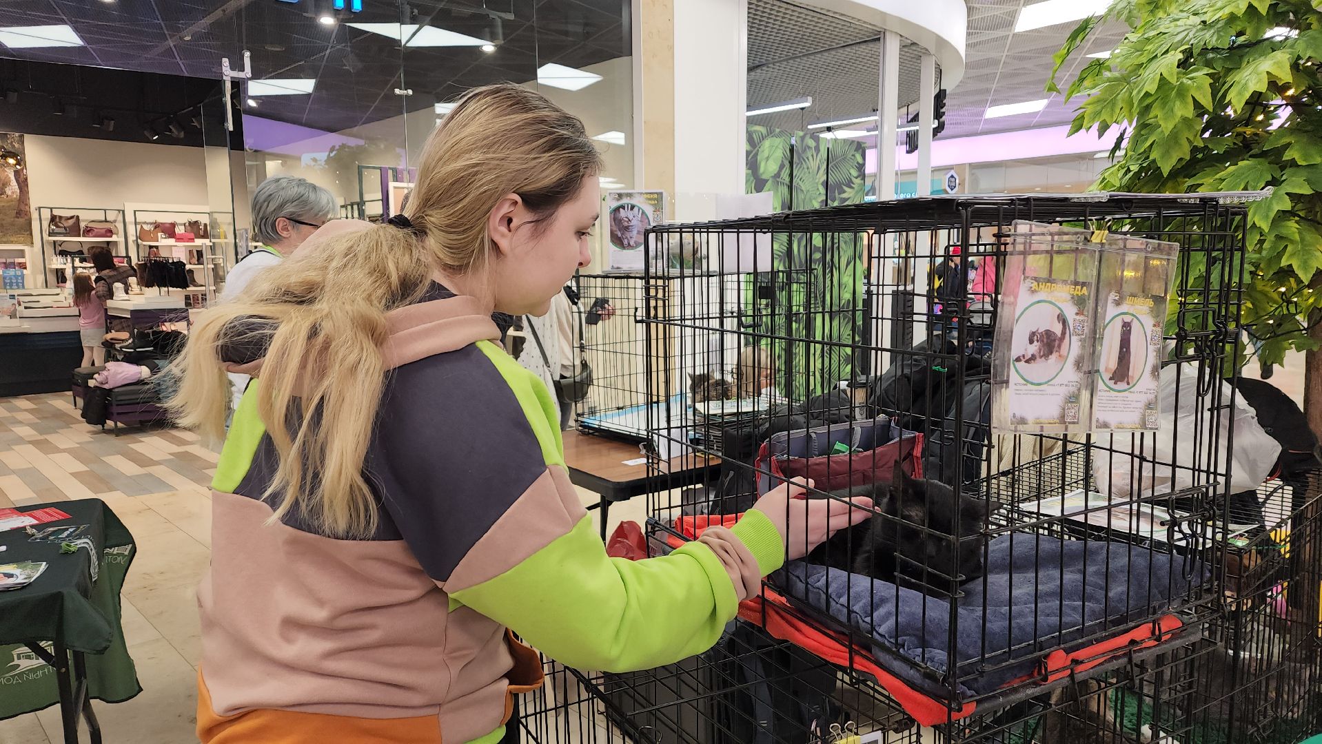 вертикалка, пушкино, бездомные животные, пристройство, кошки, собаки, волонтерство, приют для животных,