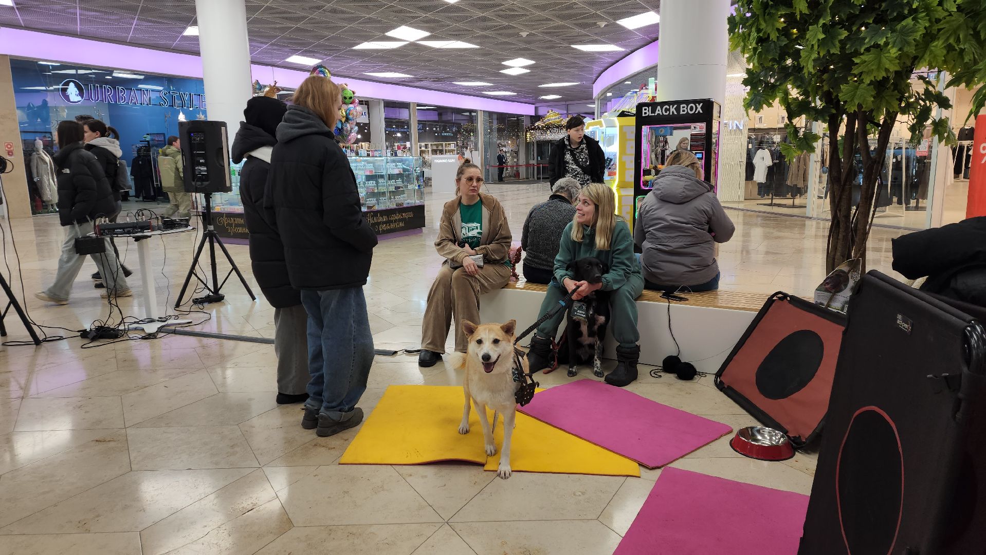 вертикалка, пушкино, бездомные животные, пристройство, кошки, собаки, волонтерство, приют для животных,