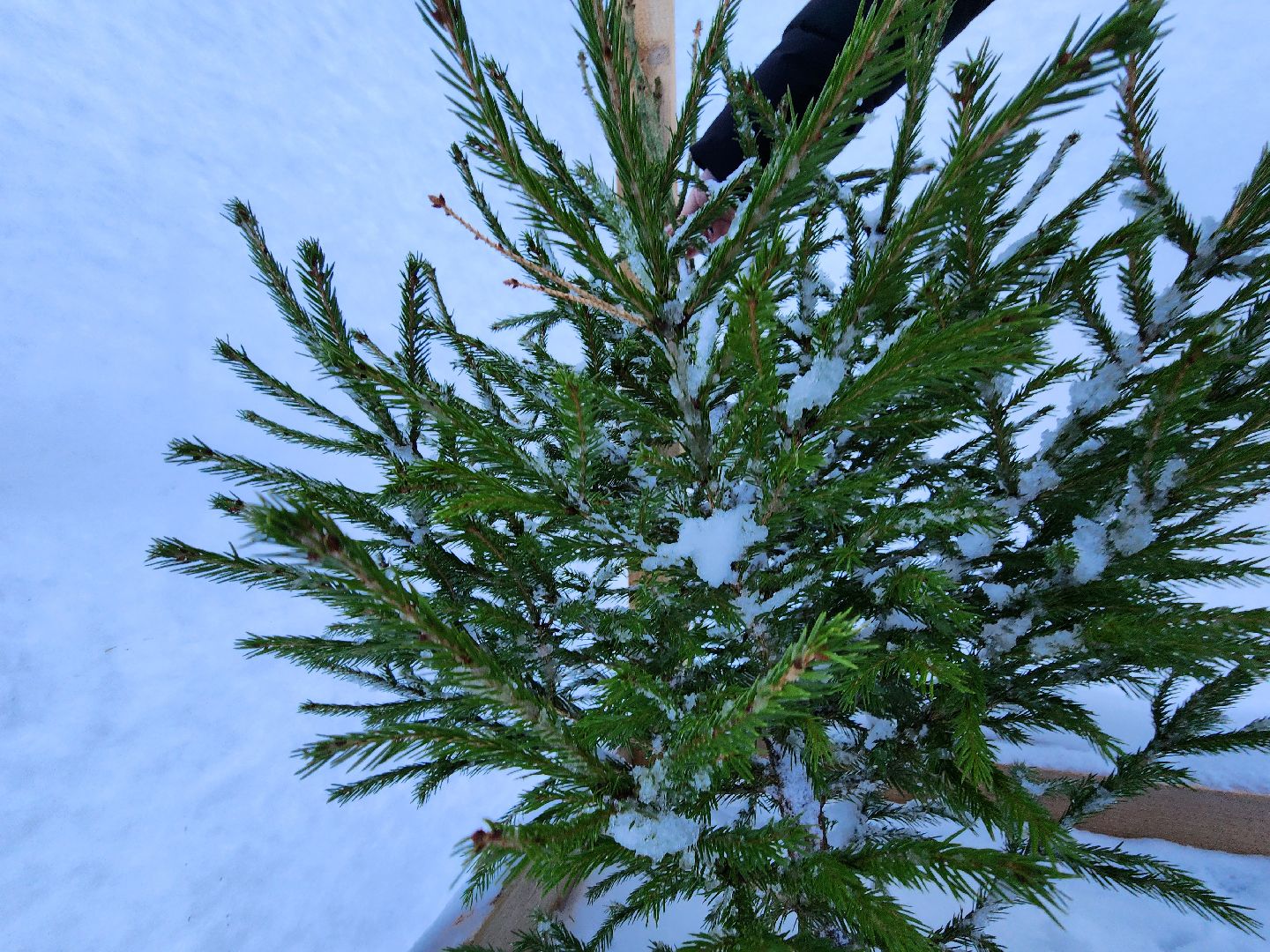 вторичная переработка, руза, экология, экология рузы, экология подмосковья, зима в подмосковье, зима в рузе,