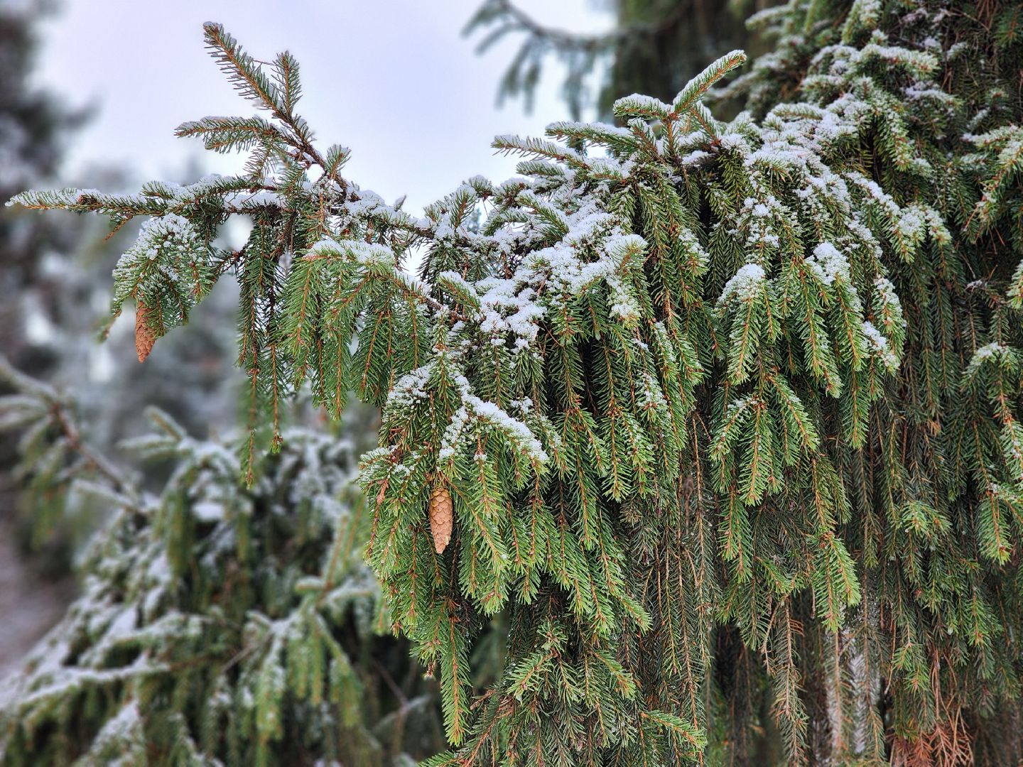 красноармейск, городской округ пушкинский, погода, снегопад, вертикалки,