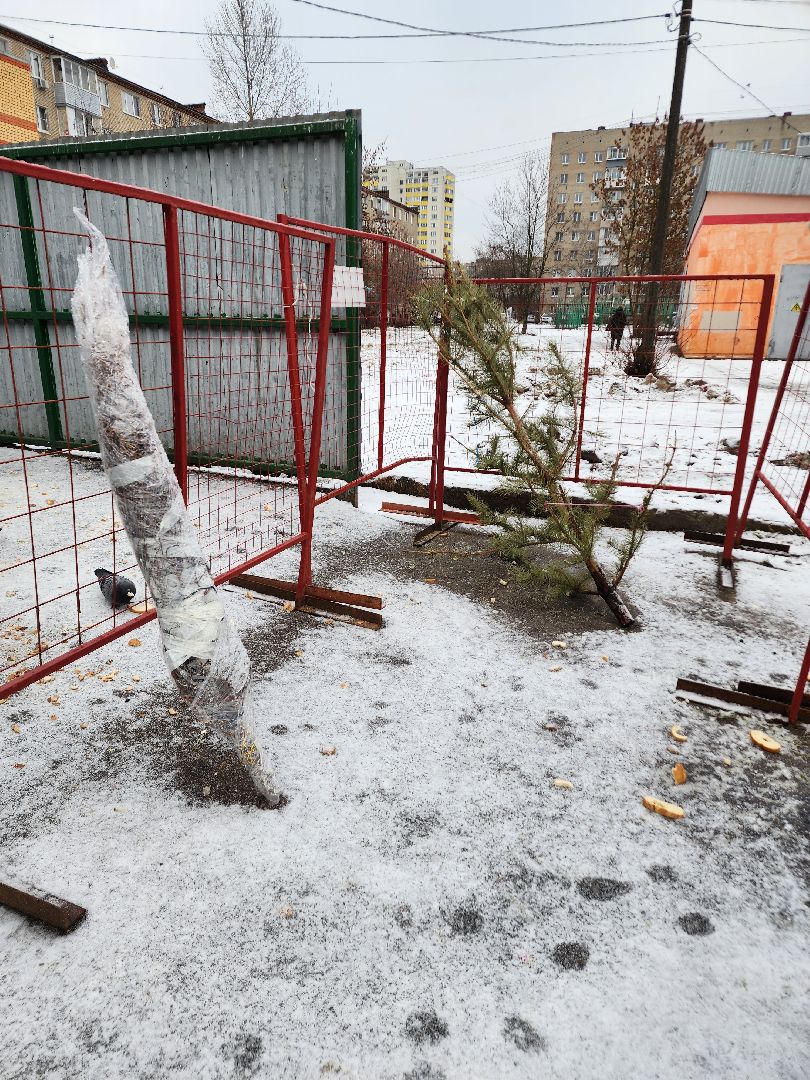 фрязино, елки, переработка, экология, утилизация елей, вертикалки,