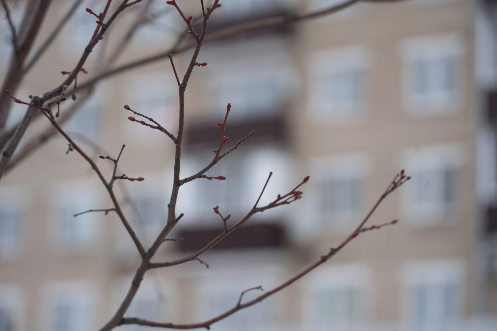 погода, крещение, сергиев посад, потепление, сергиево-посадский округ природа,