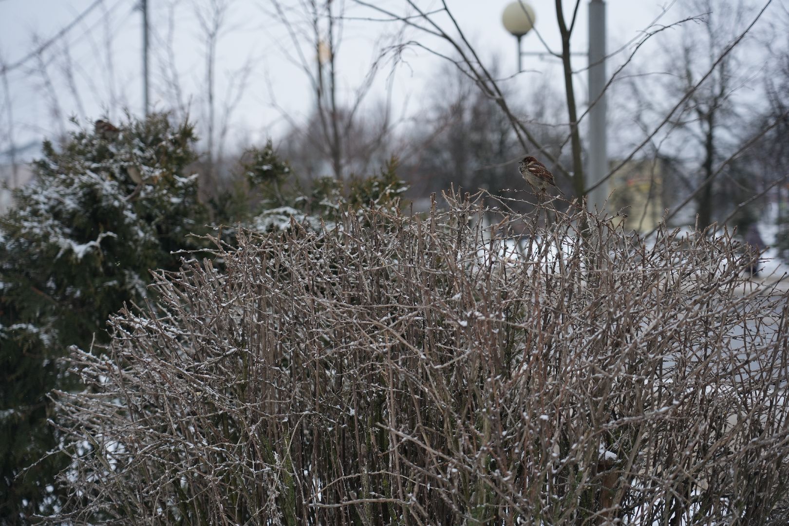 погода, крещение, сергиев посад, потепление, сергиево-посадский округ природа,