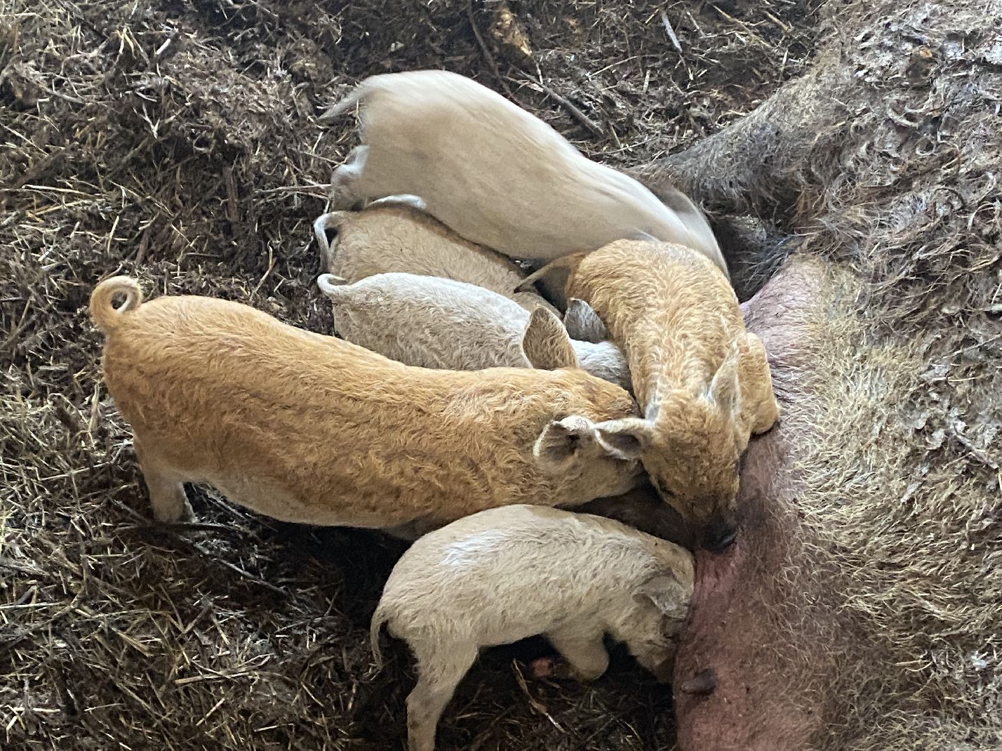 Чехов, ферма, поросята, свиньи, экономика