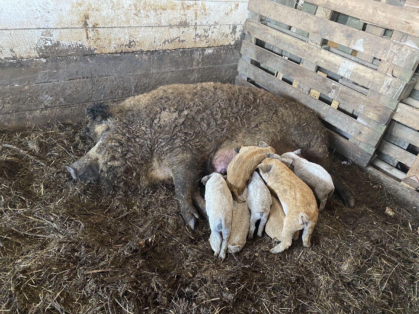 Чехов, ферма, поросята, свиньи, экономика