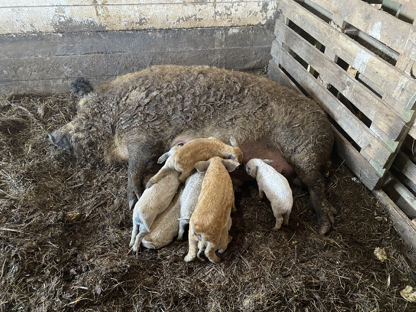 Чехов, ферма, поросята, свиньи, экономика