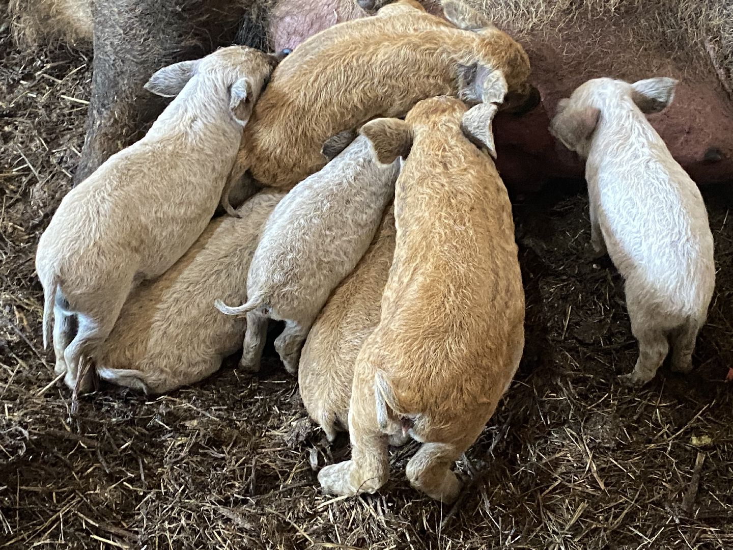 Чехов, ферма, поросята, свиньи, экономика